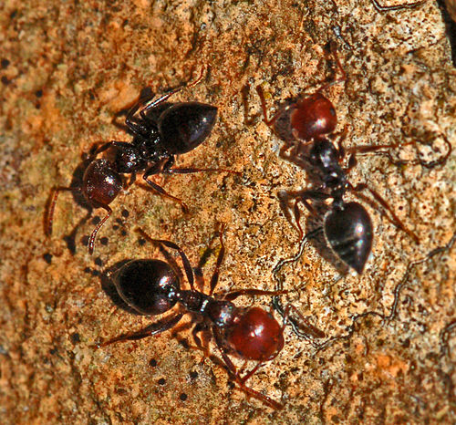 Crematogaster scutellaris